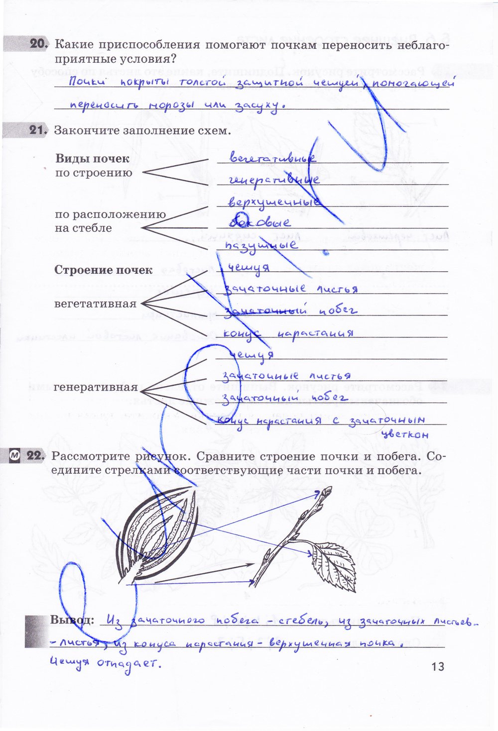 Биология 6 класс рабочая тетрадь Многообразие покрытосеменных растений Пасечник - страница 13