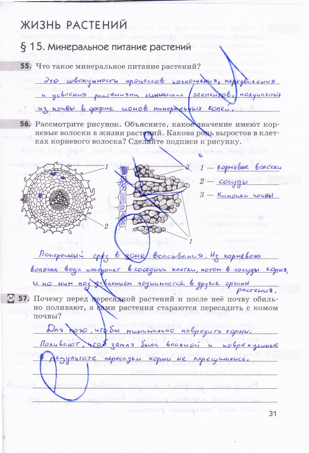 Биология 6 класс рабочая тетрадь Многообразие покрытосеменных растений Пасечник - страница 31