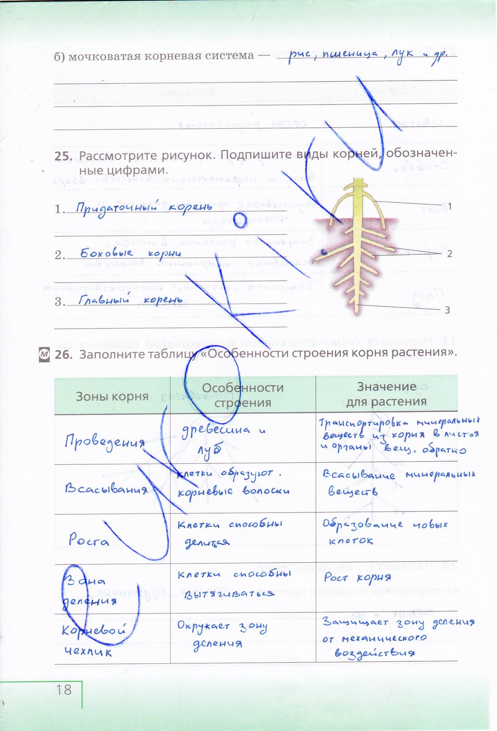 Биология 6 класс рабочая тетрадь Сонин с белочкой - страница 18