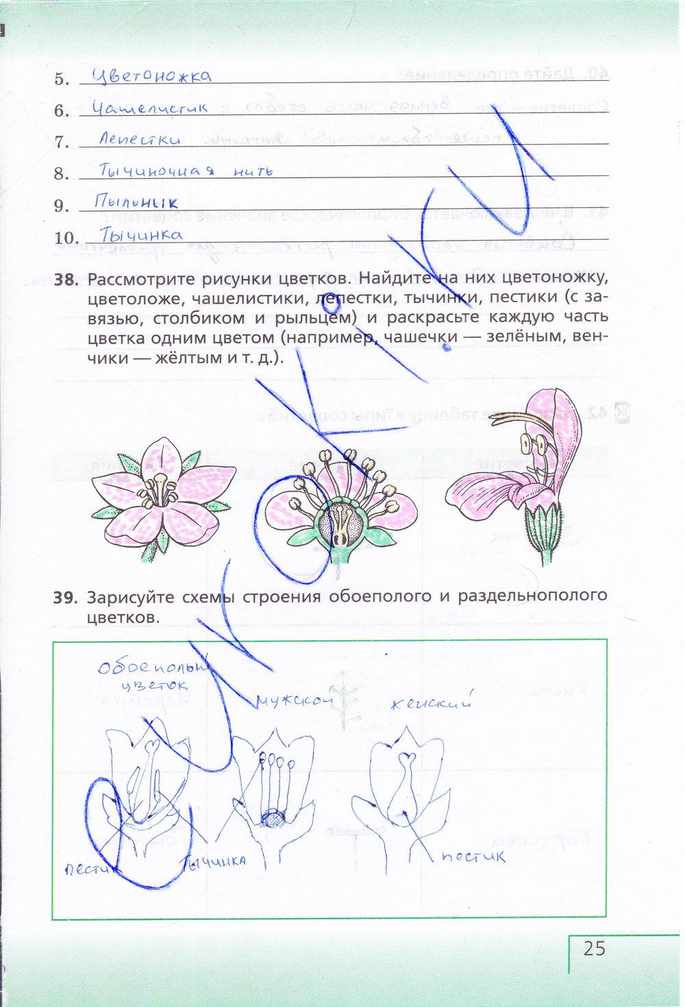 Биология 6 класс рабочая тетрадь Сонин с белочкой - страница 25