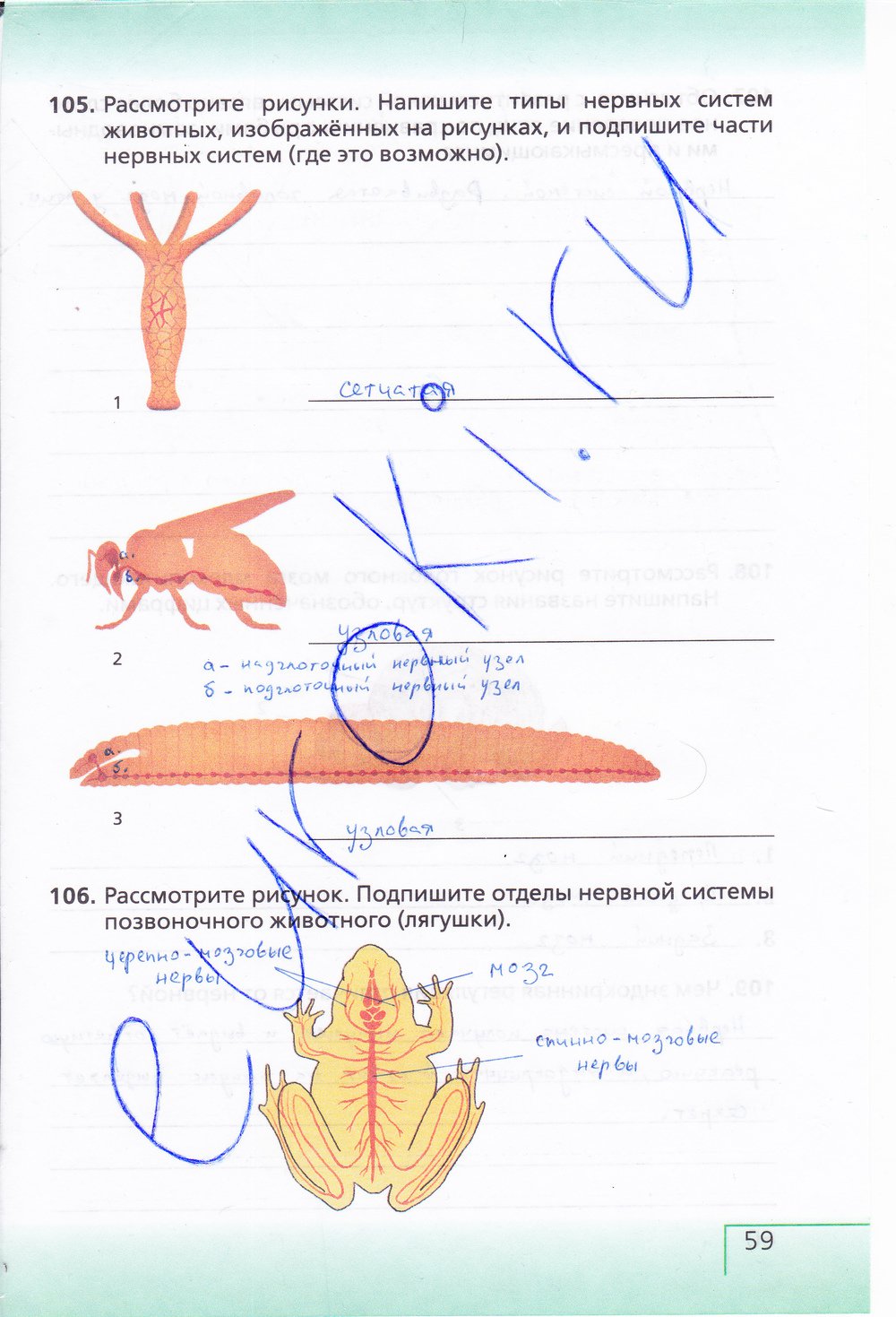 Биология 6 класс рабочая тетрадь Сонин с белочкой - страница 59