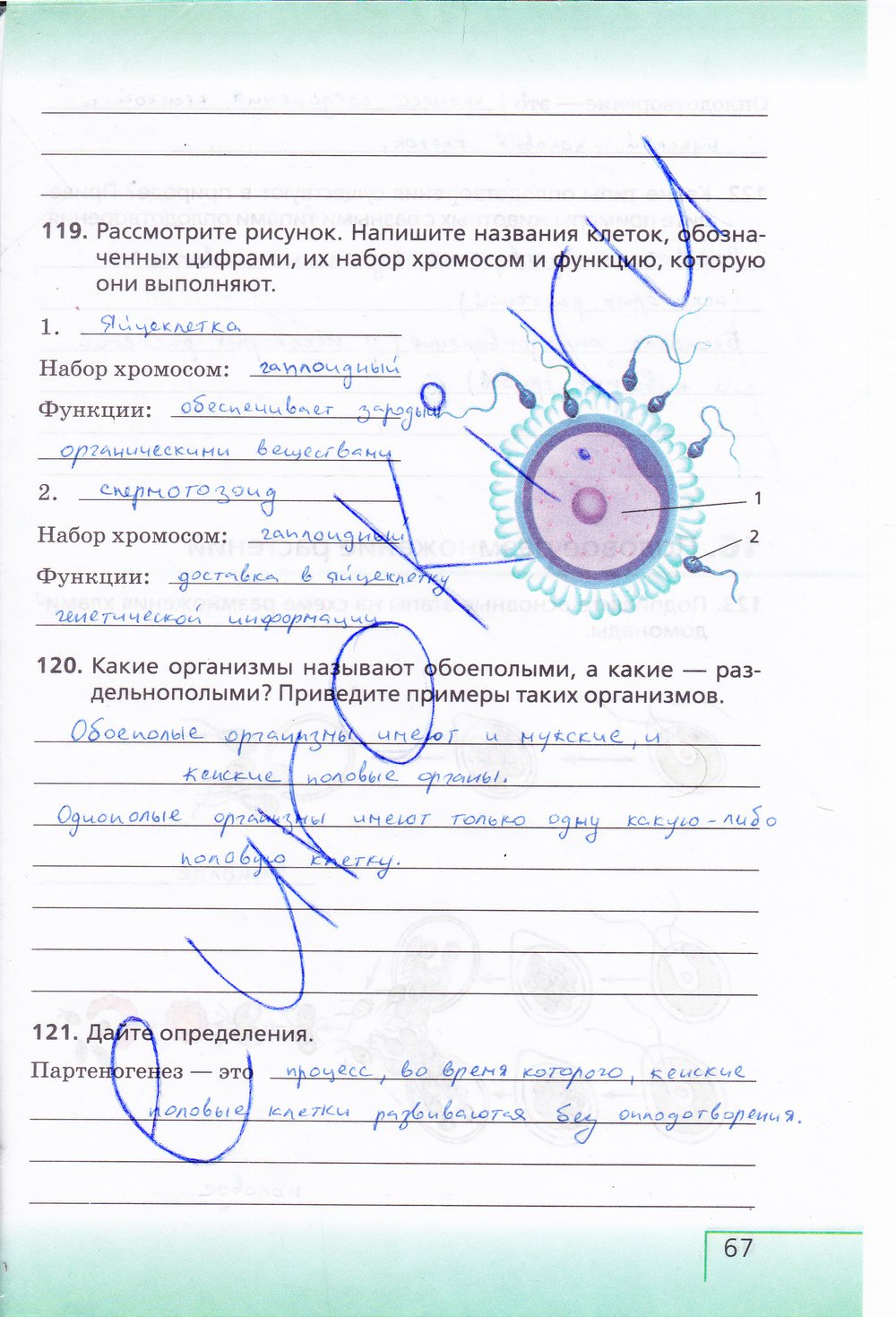 Биология 6 класс рабочая тетрадь Сонин с белочкой - страница 67