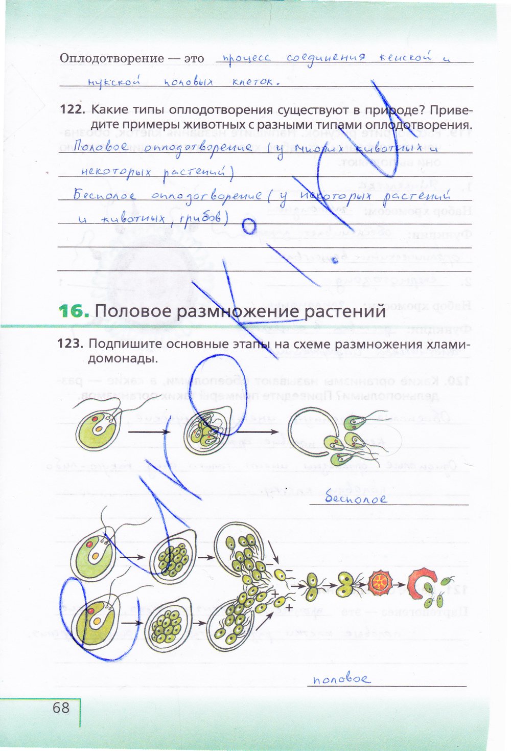 Биология 6 класс рабочая тетрадь Сонин с белочкой - страница 68